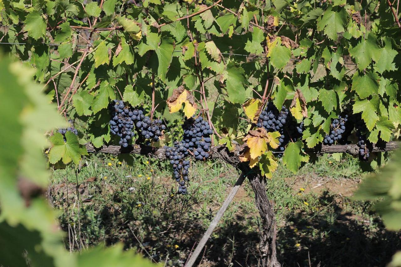 La Striscia Wine Arezzo