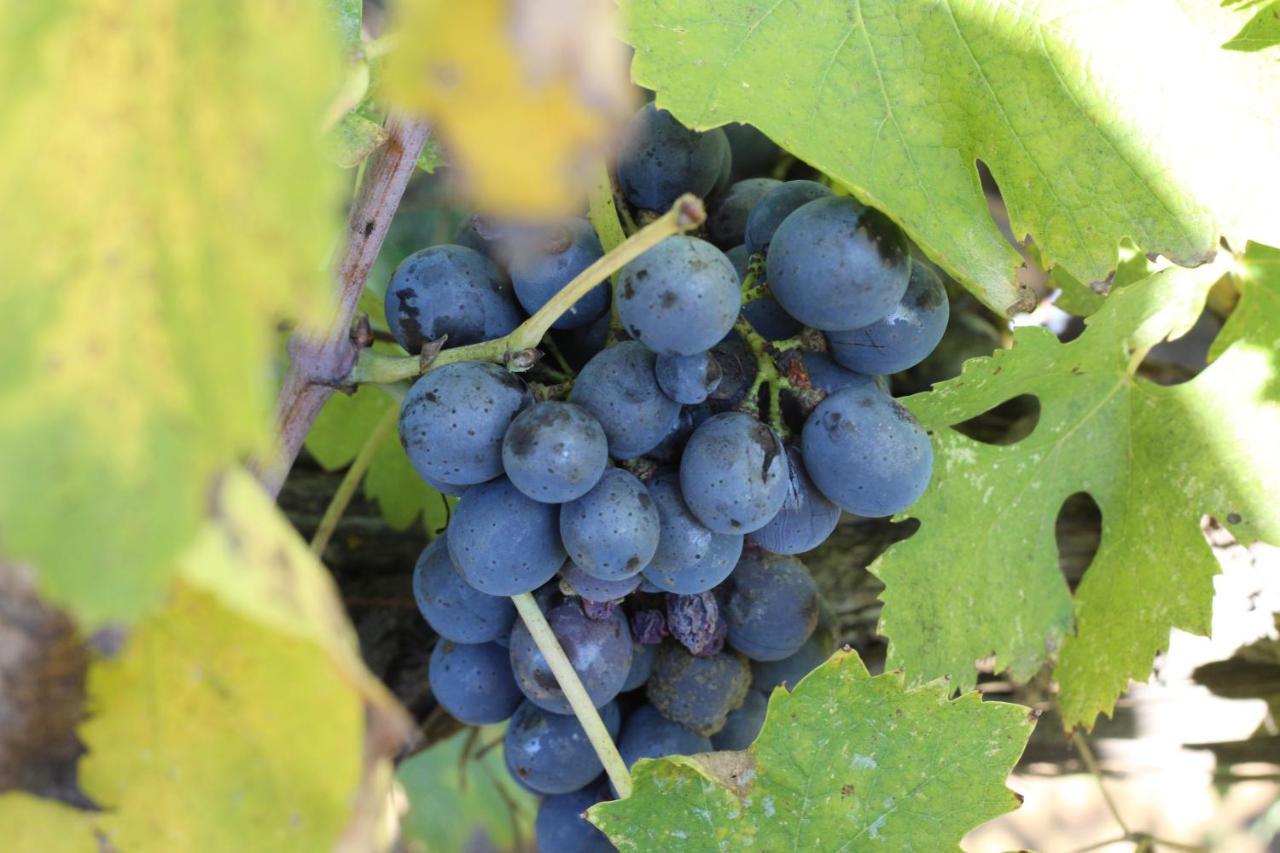 La Striscia Wine Alojamento de Turismo Rural Arezzo